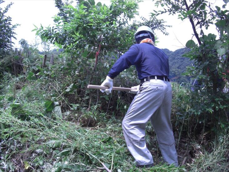 香川県漁協青壮年部 下草刈り