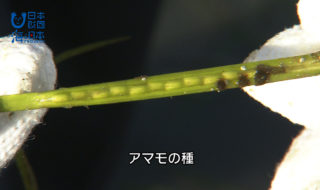 香川県-A･003かがわ里海大学アマモの種とり-s03