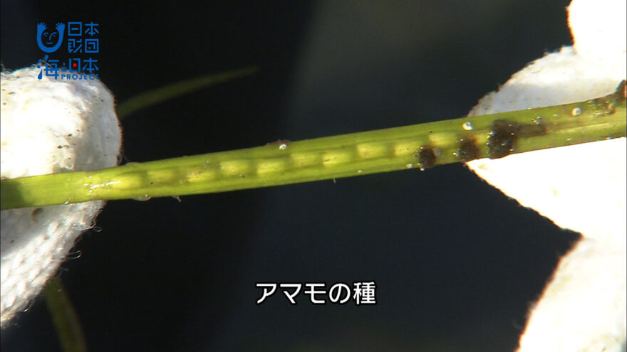 かがわ里海大学 アマモの種とり＆生き物観察講座