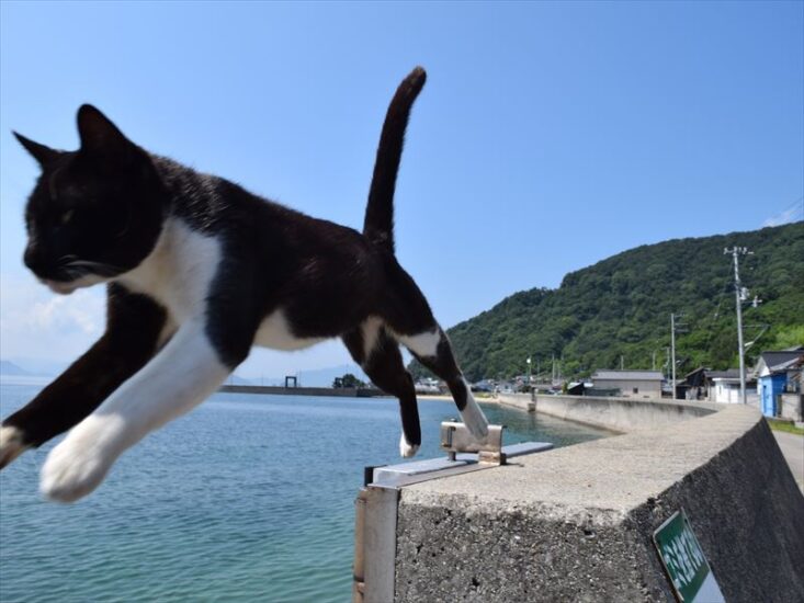 多度津のネコさんに誘われて🐈❤