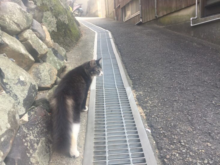 さくらねこ