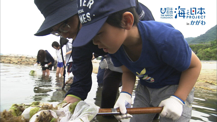 海の生き物観察講座