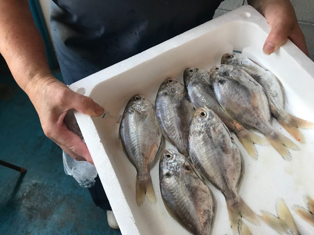 香川の秋の魚のニューヒーロー シズ 海と日本project In かがわ