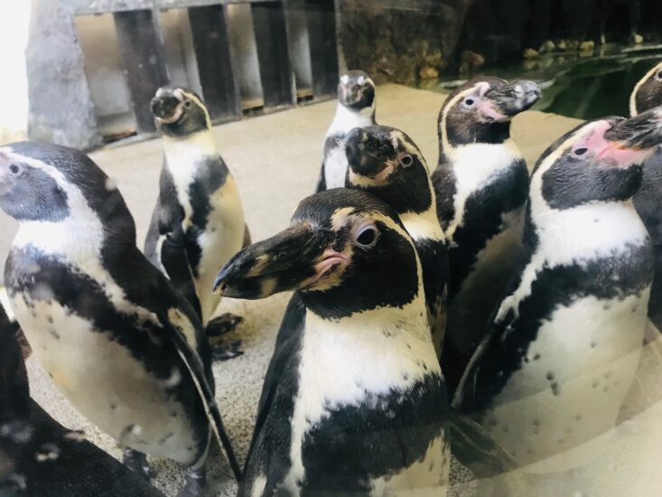 ペンギン16羽に！新屋島水族館