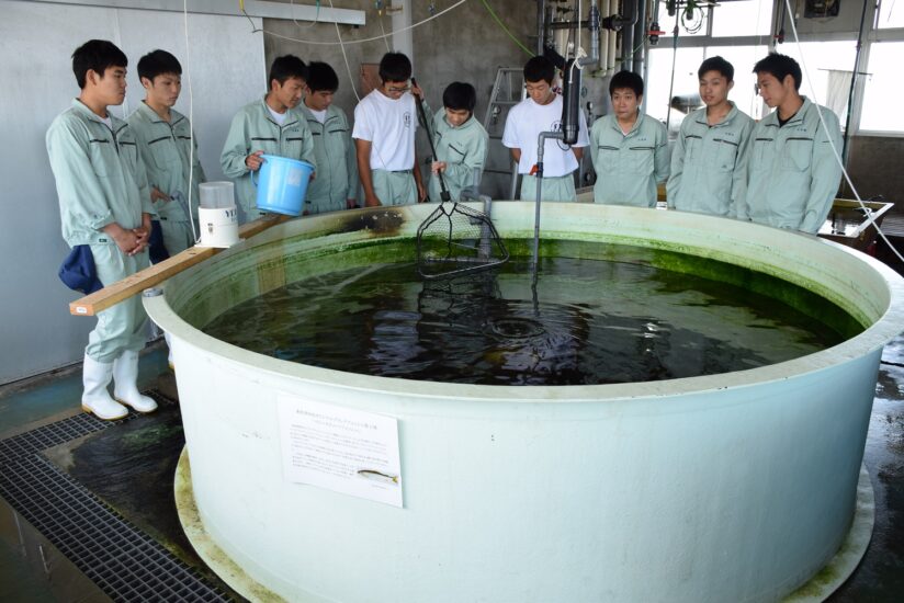 淡水魚のアユを【海水】で養殖ですって?!