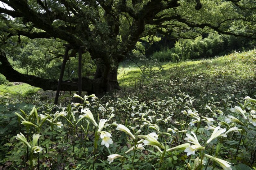 志々島でウバユリが満開！