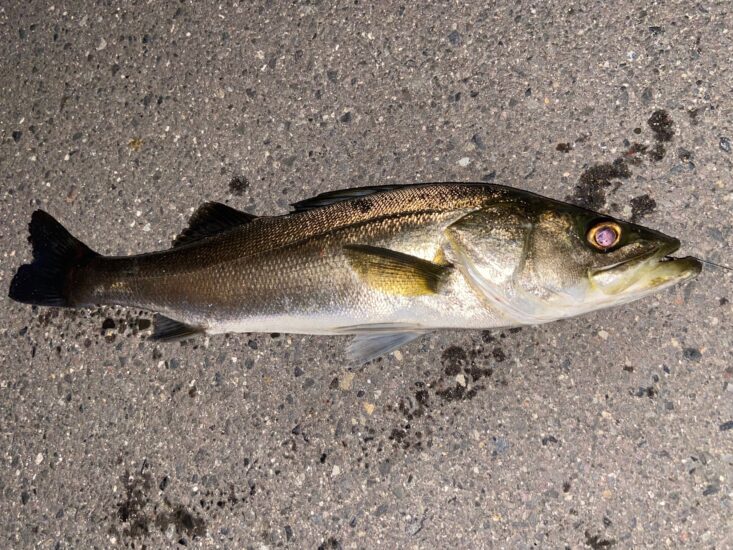 夏の魚の代表格「スズキ」を食べよう！