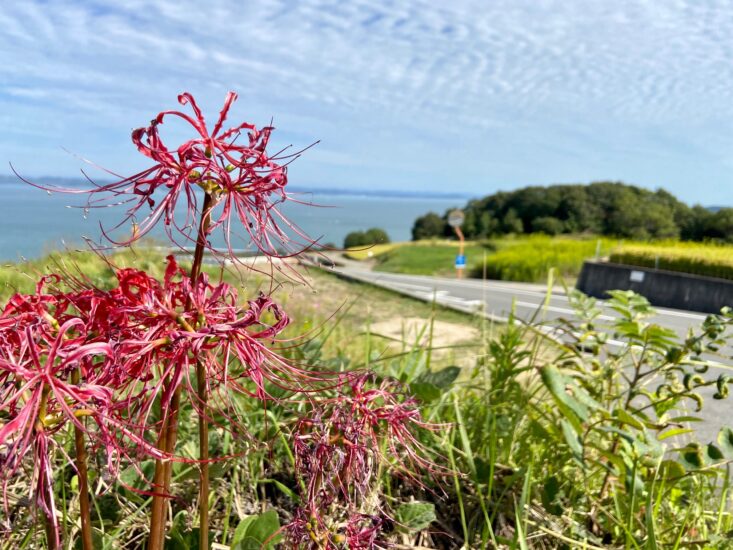 秋の「豊島（てしま）」に癒されて・・・