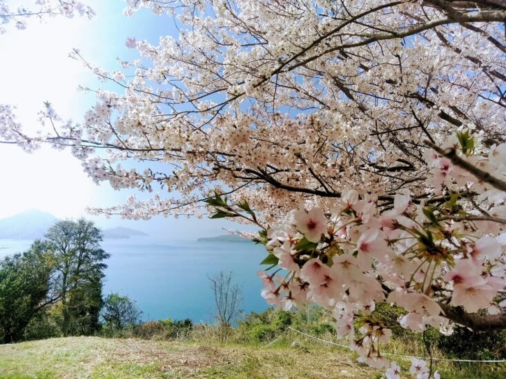 海と桜と多島美と‥この春話題となったニュースポットを訪ねて