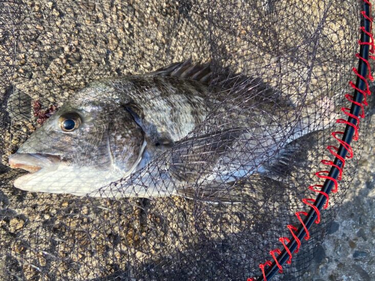 大物のチヌ！釣れてますっ！！！