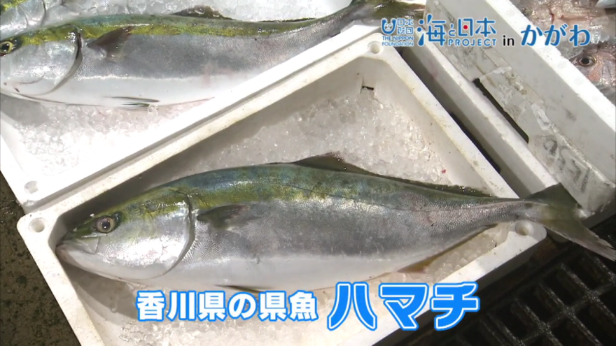 ハマチ養殖に生涯をささげた野網和三郎の想いは…