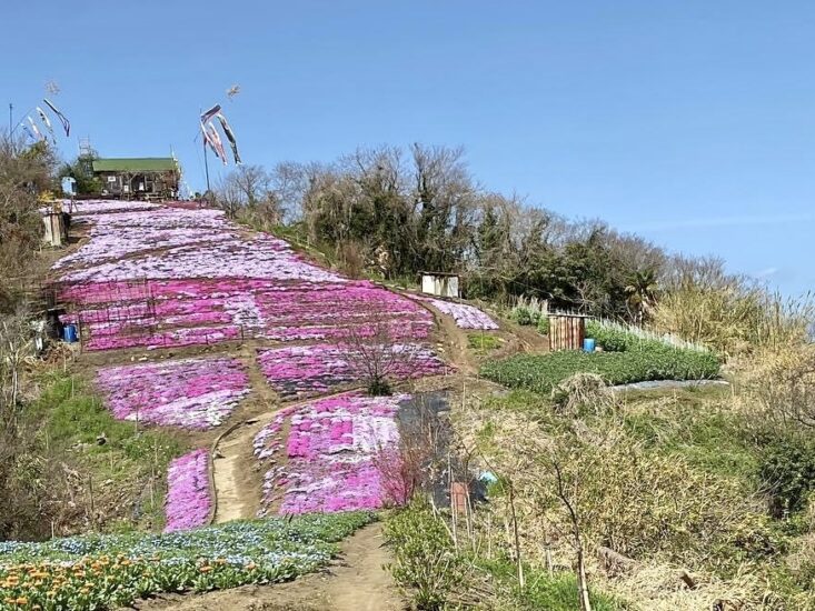 志々島に花の季節がやってきた！