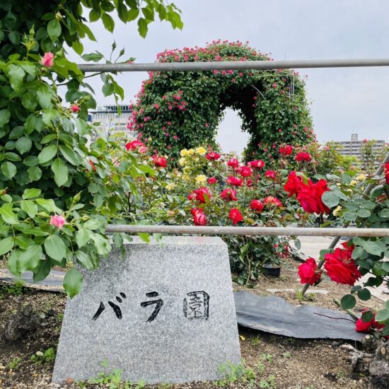 サンポート高松では今はこんな景色も🌹・・ってあれ！