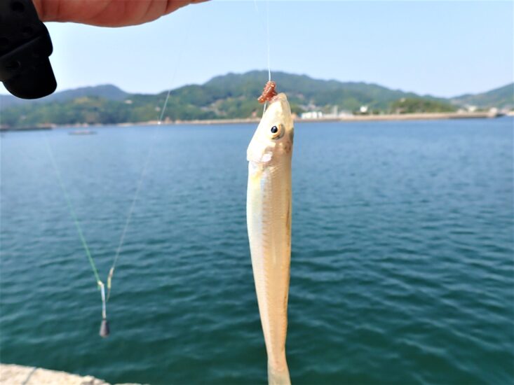 海の女王ともよばれるシロギス！海も綺麗だったよ～