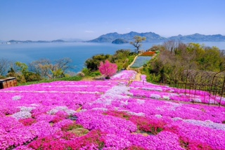 志々島はずーっと花の島です🌸