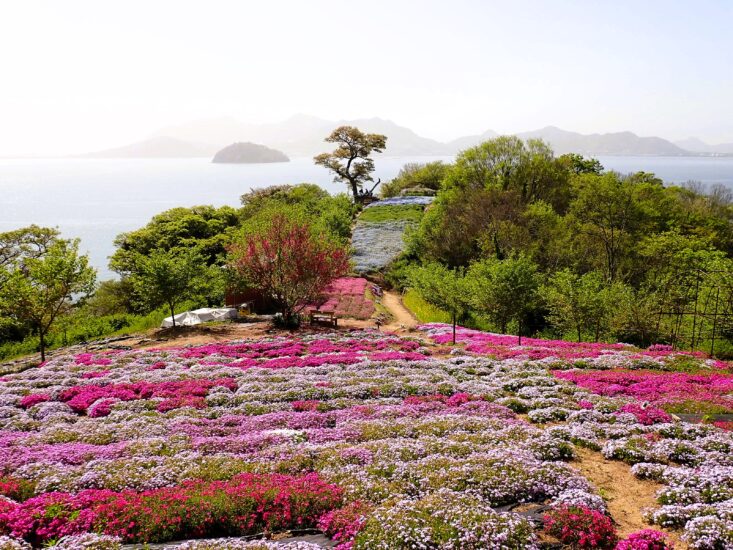 満開の芝桜