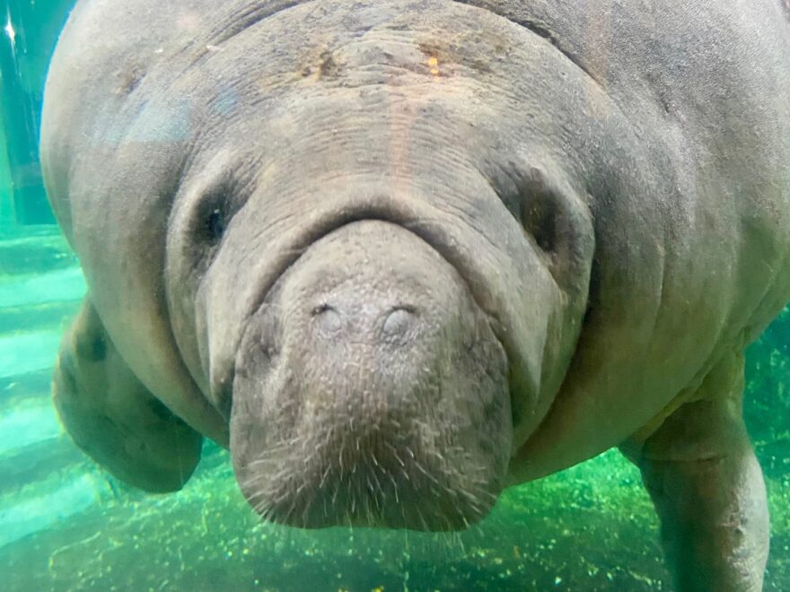 年末年始も会いに来て♡新屋島水族館