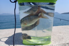 春の楽しい魚釣り🐟
