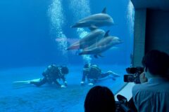 四国水族館のイルカプール・・高校生が清掃を