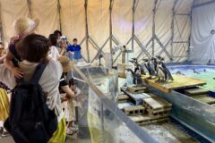 夏休み満喫してますか～！５００円で楽しめる市場水族館