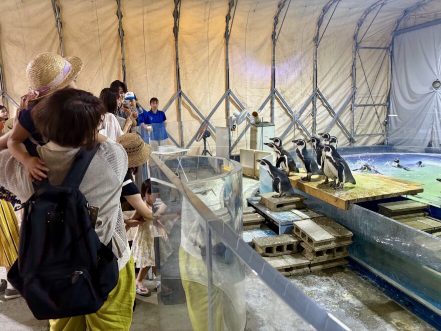 夏休み満喫してますか～！５００円で楽しめる市場水族館