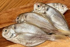 ボク「シズ」くん！みんな知ってる？瀬戸内の秋の魚だよ