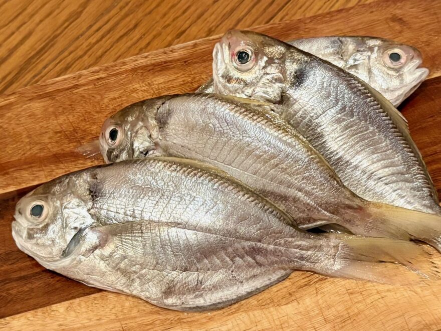 ボク「シズ」くん！みんな知ってる？瀬戸内の秋の魚だよ