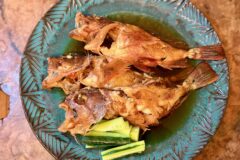 今が旬！ガシラが釣れてますよ～