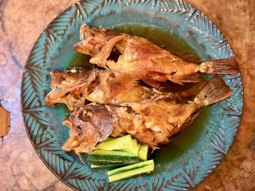 今が旬！ガシラが釣れてますよ～